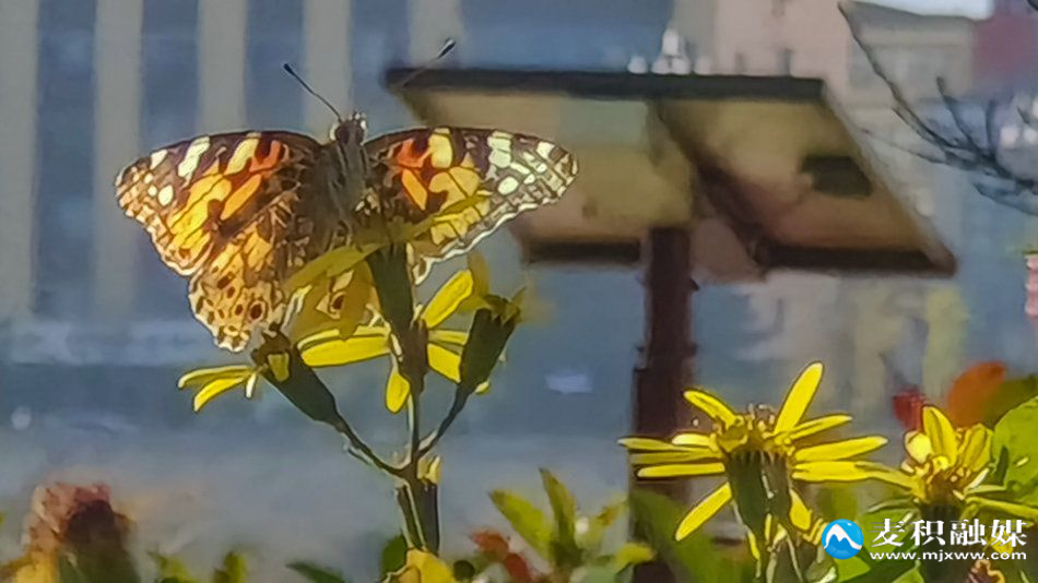 IMG_20251113_1023071