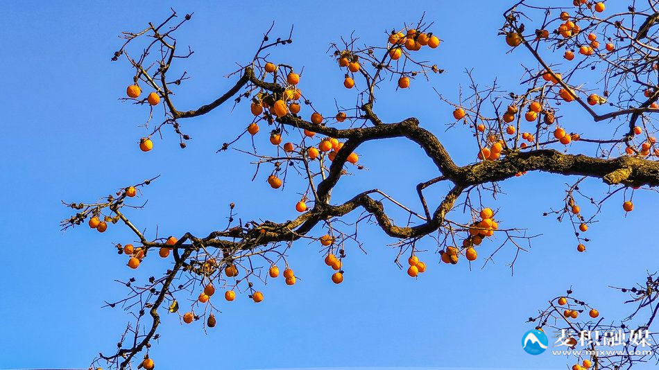 IMG_20251202_16041911