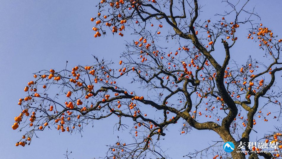 IMG_20251202_1612421