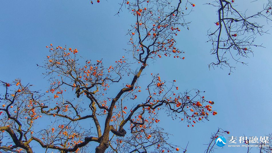 IMG_20251202_1602141