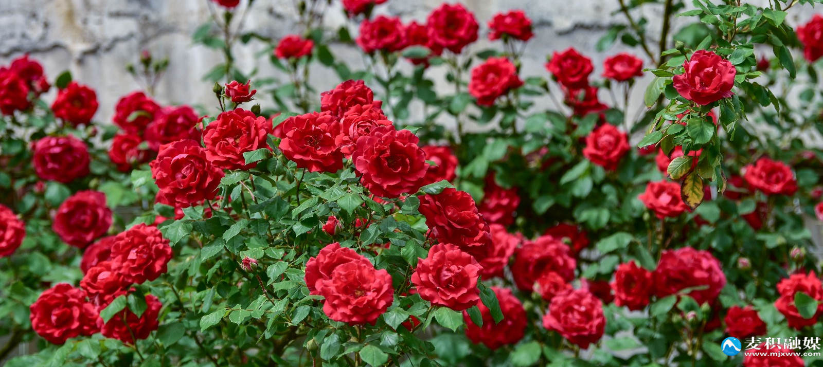 DSC_03121