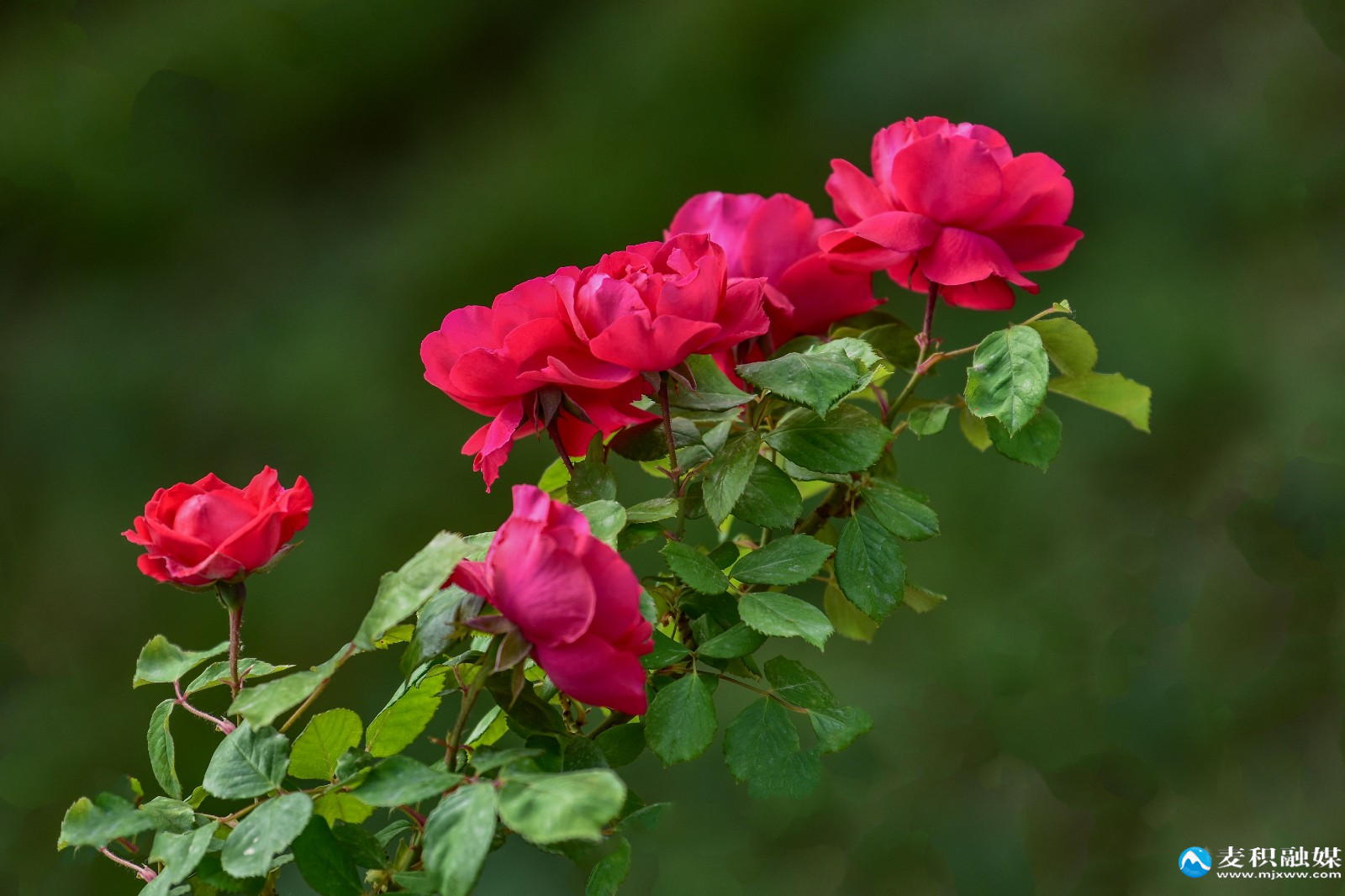 DSC_12051 DSC_12051