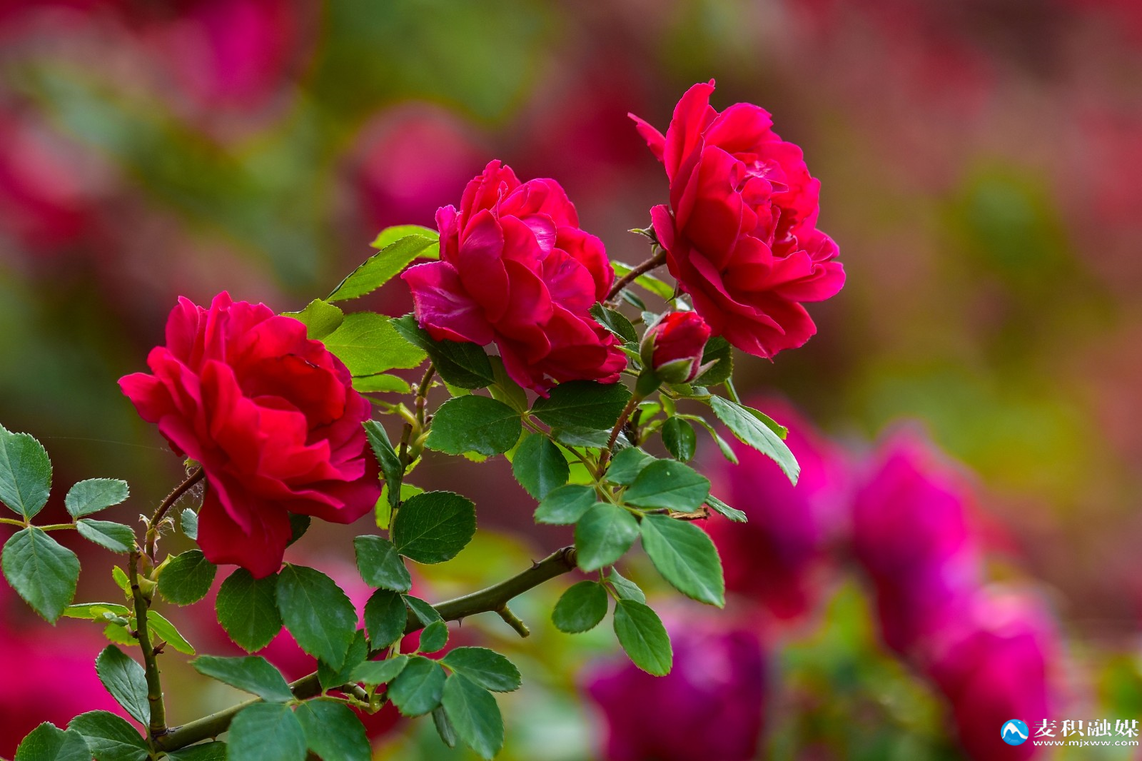DSC_12351 DSC_12351