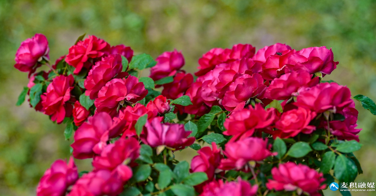 DSC_12171 DSC_12171