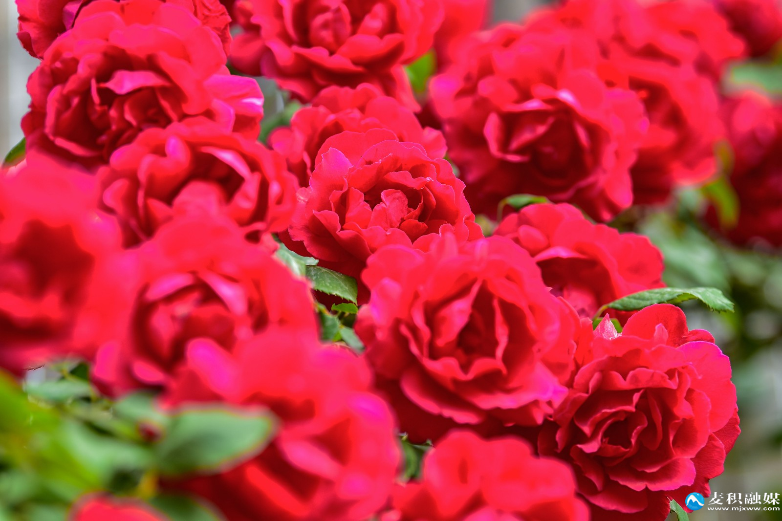 DSC_12431 DSC_12431