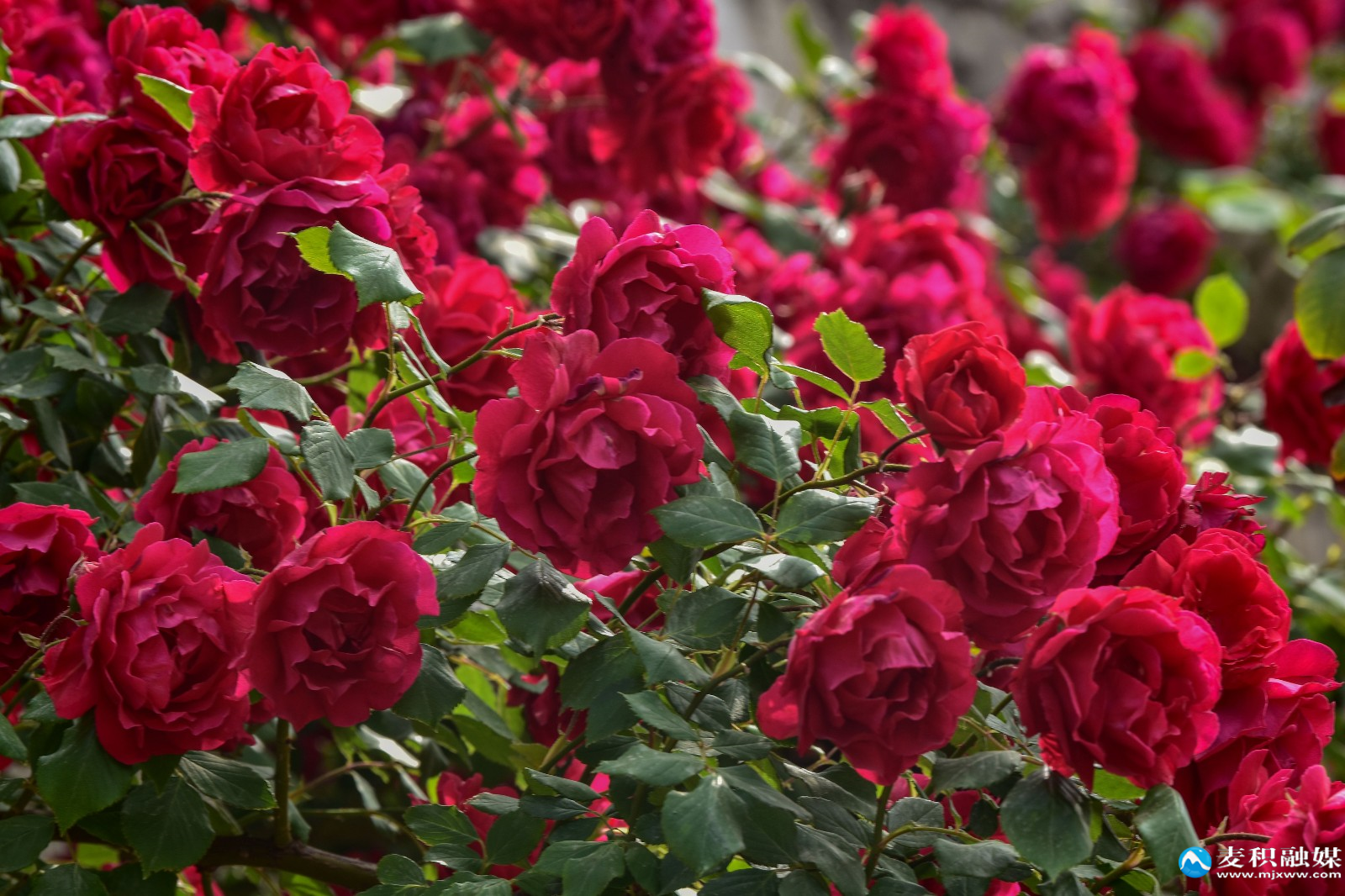 DSC_12491 DSC_12491