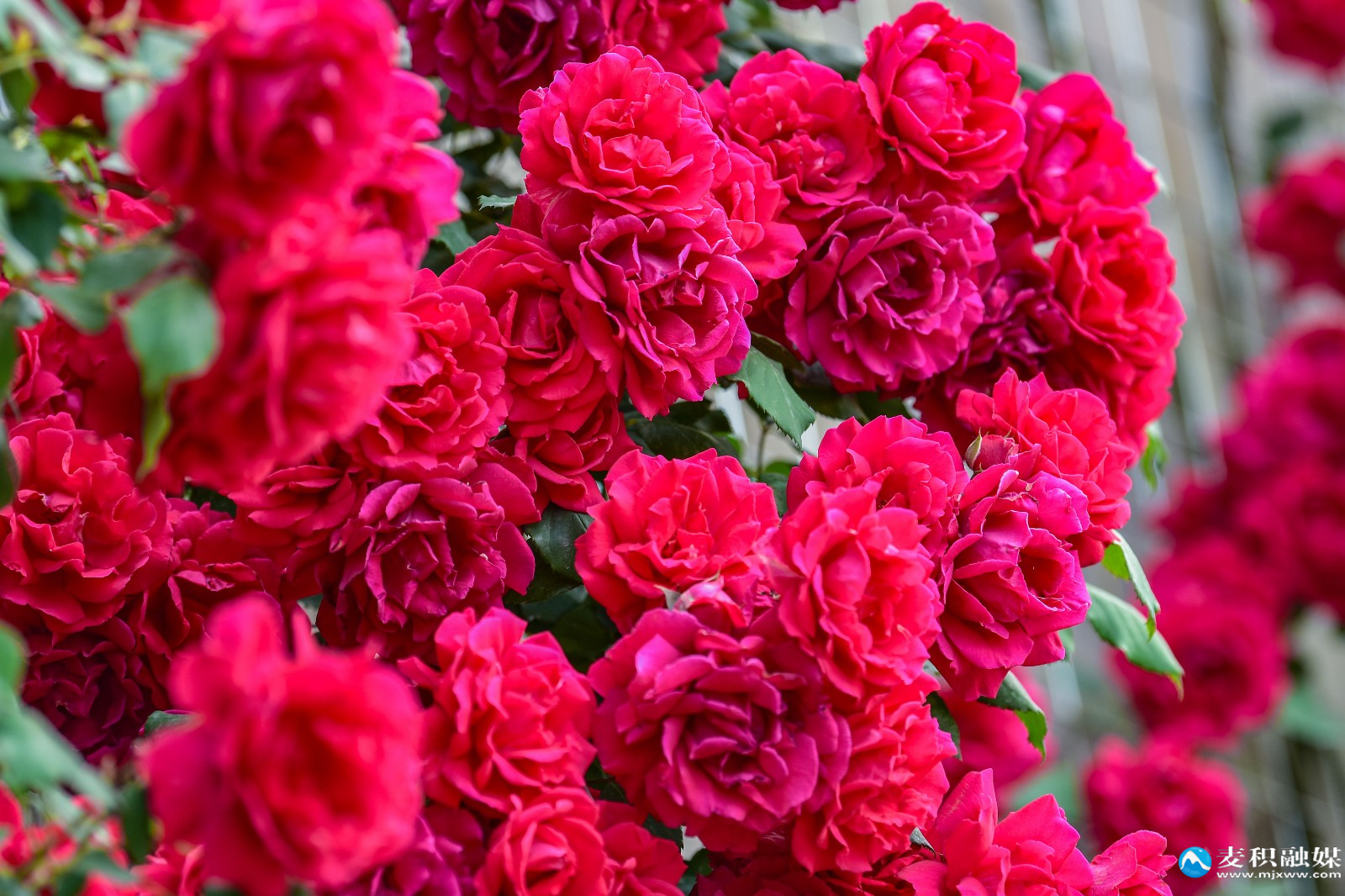 DSC_12441 DSC_12441