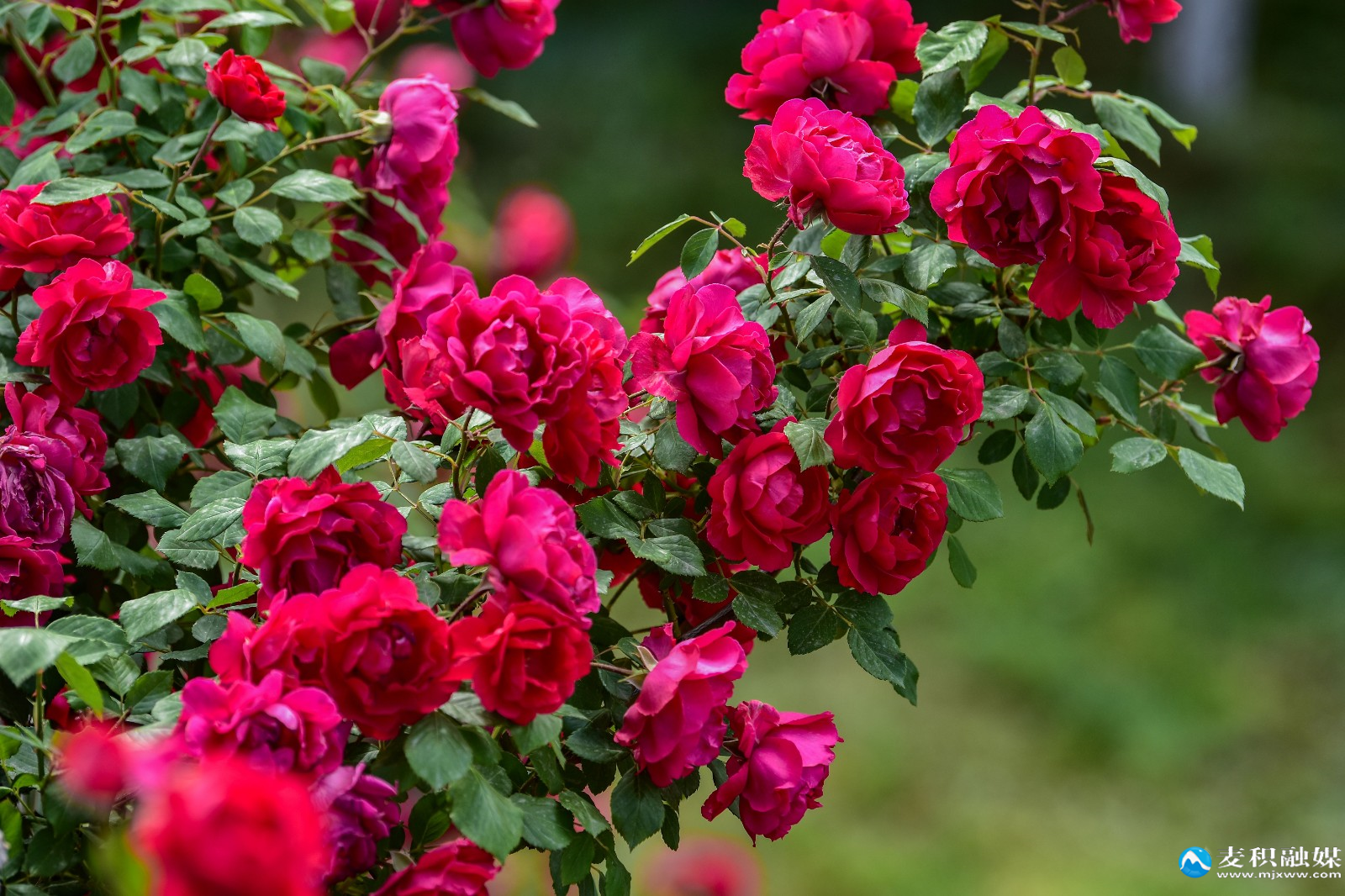 DSC_122811 DSC_122811