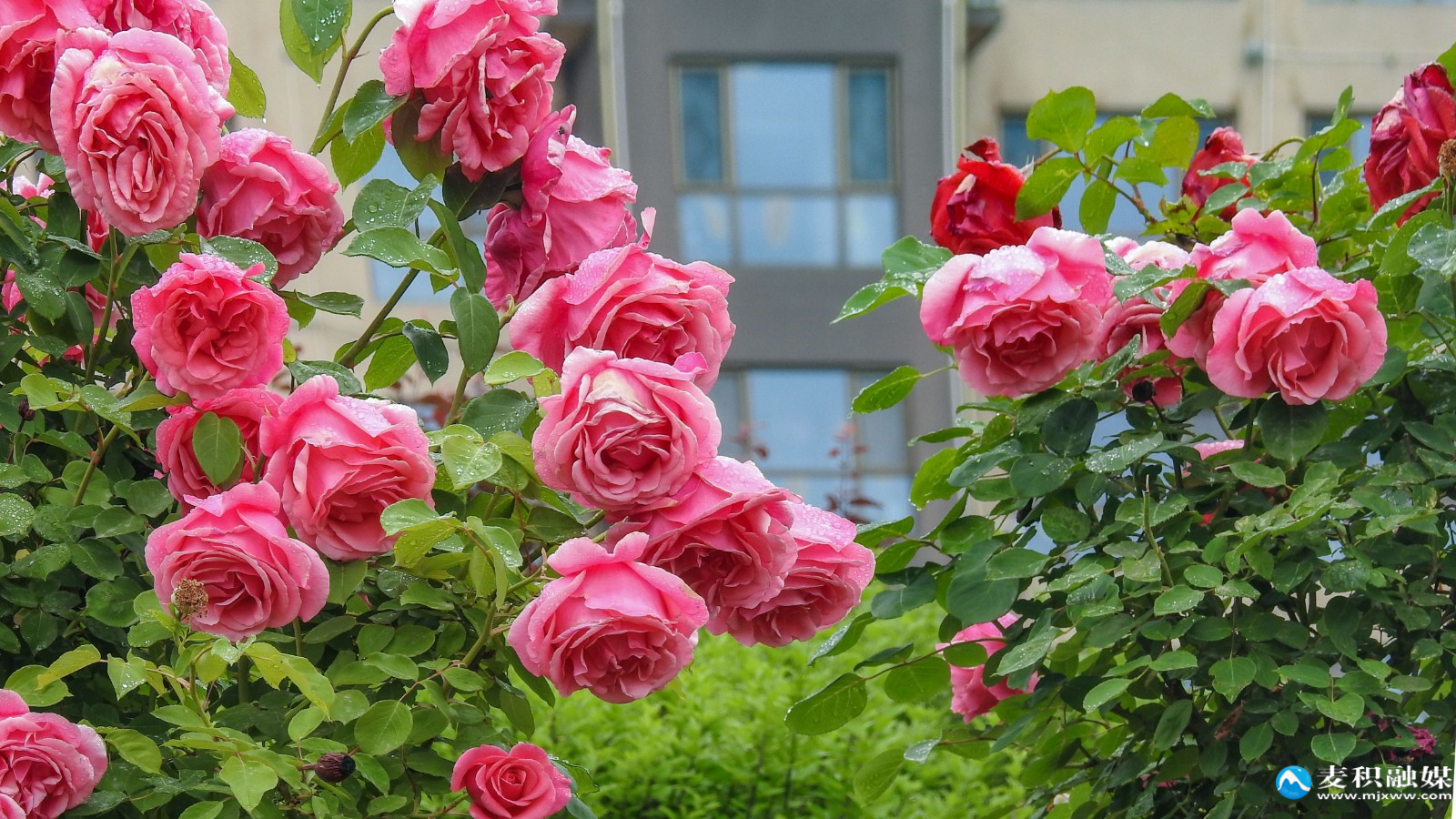DSCN95291